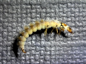  ( - SSI-American-44353-H4)  @11 [ ] by-nc-sa (2024) Unspecified Sierra Streams Institute