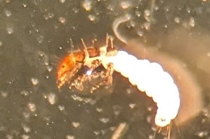 (Ochrotrichia logana - SSI-Yuba-44349-F1)  @11 [ ] Unspecified (default): All Rights Reserved  Unspecified Unspecified