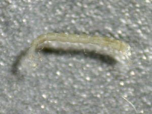  (Zavrelimyia sinuosa - SSI-Yuba-44351-H1)  @11 [ ] by-nc-sa (2024) Unspecified Sierra Streams Institute
