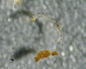  (Thienemanniella fusca - SSI-Yuba-44350-B1)  @11 [ ] by-nc-sa (2024) Unspecified Sierra Streams Institute
