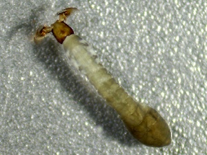  (Prosimulium flaviantennus - SSI-American-44355-F9)  @11 [ ] by-nc-sa (2024) Unspecified Sierra Streams Institute