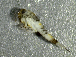  (Ameletus andersoni - SSI-American-44354-E7)  @11 [ ] by-nc-sa (2024) Unspecified Sierra Streams Institute