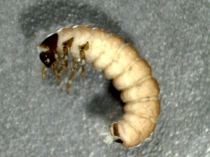  (Glossosoma califica - SSI-Carson-49445-F1)  @11 [ ] by-nc-sa (2024) Unspecified Sierra Streams Institute
