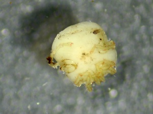  (Protzia cabardinica - SSI-Carson-49447-C9)  @11 [ ] by-nc-sa (2024) Unspecified Sierra Streams Institute