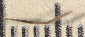  (Mallochohelea sp. 2ES - SSI-Yuba-44348-D5)  @11 [ ] Unspecified (default): All Rights Reserved  Unspecified Unspecified