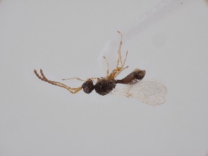  ( - ZSM-HYM-33098-F10)  @11 [ ] by-nc-sa (2023) SNSB, Staatliche Naturwissenschaftliche Sammlungen Bayerns ZSM (SNSB, Zoologische Staatssammlung Muenchen)