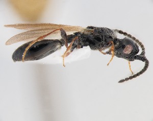  (Coptera punctiventris - ZSM-HYM-42358-F06)  @11 [ ] CreativeCommons - Attribution Share-Alike (2022) Unspecified SNSB, Zoologische Staatssammlung Muenchen