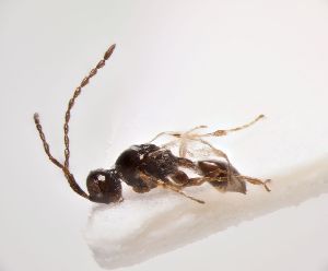  ( - ZSM-HYM-33093-G01)  @11 [ ] by-nc-sa (2022) SNSB, Staatliche Naturwissenschaftliche Sammlungen Bayerns ZSM (SNSB, Zoologische Staatssammlung Muenchen)