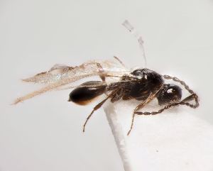  ( - ZSM-HYM-33099-E11)  @11 [ ] by-nc-sa (2022) SNSB, Staatliche Naturwissenschaftliche Sammlungen Bayerns ZSM (SNSB, Zoologische Staatssammlung Muenchen)