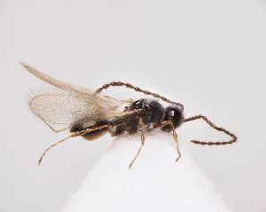  ( - ZSM-HYM-33103-D11)  @11 [ ] by-nc-sa (2022) SNSB, Staatliche Naturwissenschaftliche Sammlungen Bayerns ZSM (SNSB, Zoologische Staatssammlung Muenchen)