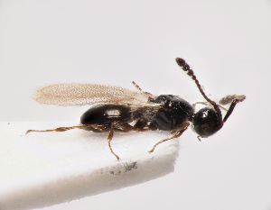  ( - ZSM-HYM-33103-G03)  @11 [ ] by-nc-sa (2022) SNSB, Staatliche Naturwissenschaftliche Sammlungen Bayerns ZSM (SNSB, Zoologische Staatssammlung Muenchen)