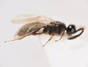  ( - ZSM-HYM-33099-B05)  @11 [ ] by-nc-sa (2022) SNSB, Staatliche Naturwissenschaftliche Sammlungen Bayerns ZSM (SNSB, Zoologische Staatssammlung Muenchen)