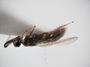  ( - ZSM-HYM-33099-B05)  @11 [ ] by-nc-sa (2023) SNSB, Staatliche Naturwissenschaftliche Sammlungen Bayerns ZSM (SNSB, Zoologische Staatssammlung Muenchen)
