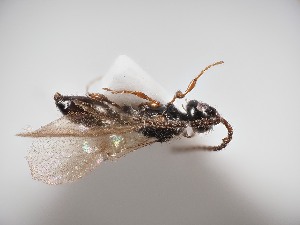  ( - ZSM-HYM-33120-B07)  @11 [ ] by-nc-sa (2023) SNSB, Staatliche Naturwissenschaftliche Sammlungen Bayerns ZSM (SNSB, Zoologische Staatssammlung Muenchen)