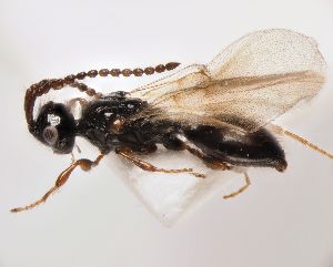  ( - ZSM-HYM-33120-B07)  @11 [ ] by-nc-sa (2022) SNSB, Staatliche Naturwissenschaftliche Sammlungen Bayerns ZSM (SNSB, Zoologische Staatssammlung Muenchen)