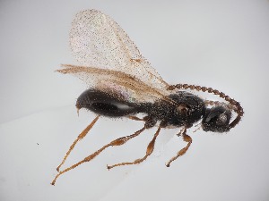  (Aneurhynchus nodicornis - ZSM-HYM-42365-H04)  @11 [ ] by-nc-sa (2023) SNSB, Staatliche Naturwissenschaftliche Sammlungen Bayerns ZSM (SNSB, Zoologische Staatssammlung Muenchen)
