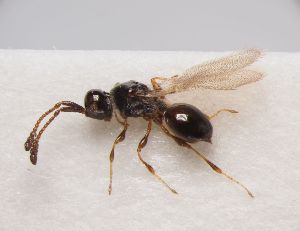  ( - ZSM-HYM-33099-H08)  @11 [ ] by-nc-sa (2022) SNSB, Staatliche Naturwissenschaftliche Sammlungen Bayerns ZSM (SNSB, Zoologische Staatssammlung Muenchen)