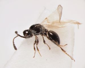  ( - ZSM-HYM-33096-G05)  @11 [ ] by-nc-sa (2022) SNSB, Staatliche Naturwissenschaftliche Sammlungen Bayerns ZSM (SNSB, Zoologische Staatssammlung Muenchen)