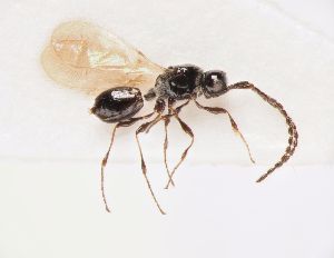  ( - ZSM-HYM-33096-G07)  @11 [ ] by-nc-sa (2022) SNSB, Staatliche Naturwissenschaftliche Sammlungen Bayerns ZSM (SNSB, Zoologische Staatssammlung Muenchen)