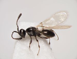  ( - ZSM-HYM-33098-E05)  @11 [ ] by-nc-sa (2022) SNSB, Staatliche Naturwissenschaftliche Sammlungen Bayerns ZSM (SNSB, Zoologische Staatssammlung Muenchen)