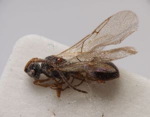  ( - ZSM-HYM-33104-H07)  @11 [ ] by-nc-sa (2022) SNSB, Staatliche Naturwissenschaftliche Sammlungen Bayerns ZSM (SNSB, Zoologische Staatssammlung Muenchen)