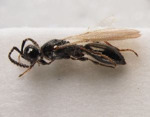  ( - ZSM-HYM-33125-E05)  @11 [ ] by-nc-sa (2022) SNSB, Staatliche Naturwissenschaftliche Sammlungen Bayerns ZSM (SNSB, Zoologische Staatssammlung Muenchen)