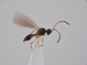 ( - ZSM-HYM-42363-G09)  @11 [ ] by-nc-sa (2023) SNSB, Staatliche Naturwissenschaftliche Sammlungen Bayerns ZSM (SNSB, Zoologische Staatssammlung Muenchen)