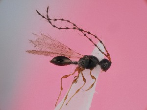  ( - ZSM-HYM-42318-F12)  @11 [ ] by-nc-sa (2023) SNSB, Staatliche Naturwissenschaftliche Sammlungen Bayerns ZSM (SNSB, Zoologische Staatssammlung Muenchen)