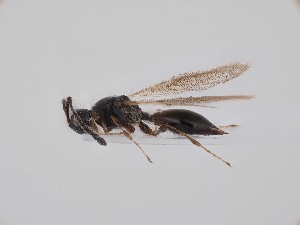  ( - ZSM-HYM-42370-E10)  @11 [ ] by-nc-sa (2023) SNSB, Staatliche Naturwissenschaftliche Sammlungen Bayerns ZSM (SNSB, Zoologische Staatssammlung Muenchen)