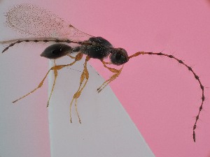  ( - ZSM-HYM-42374-E06)  @11 [ ] by-nc-sa (2023) SNSB, Staatliche Naturwissenschaftliche Sammlungen Bayerns ZSM (SNSB, Zoologische Staatssammlung Muenchen)