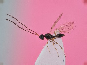  ( - ZSM-HYM-42458-H07)  @11 [ ] by-nc-sa (2023) SNSB, Staatliche Naturwissenschaftliche Sammlungen Bayerns ZSM (SNSB, Zoologische Staatssammlung Muenchen)