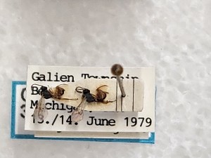  ( - CNC310483)  @11 [ ] CreativeCommons - Attribution Share-Alike (2025) Unspecified Canadian National Collection of Insects, Arachnids and Nematodes