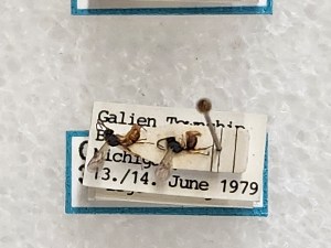  ( - CNC310484)  @11 [ ] CreativeCommons - Attribution Share-Alike (2025) Unspecified Canadian National Collection of Insects, Arachnids and Nematodes