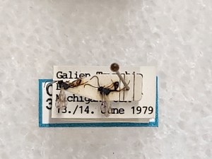  ( - CNC310486)  @11 [ ] CreativeCommons - Attribution Share-Alike (2025) Unspecified Canadian National Collection of Insects, Arachnids and Nematodes