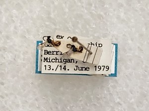  ( - CNC310487)  @11 [ ] CreativeCommons - Attribution Share-Alike (2025) Unspecified Canadian National Collection of Insects, Arachnids and Nematodes