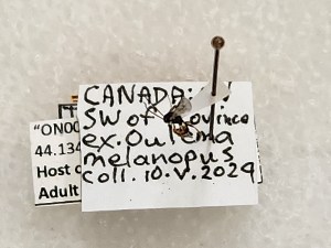  ( - CNC310490)  @11 [ ] CreativeCommons - Attribution Share-Alike (2025) Unspecified Canadian National Collection of Insects, Arachnids and Nematodes