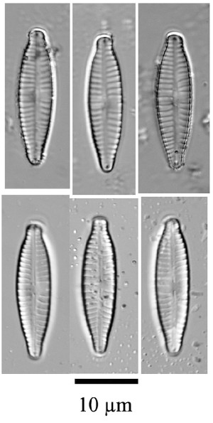  (Gomphonema micropus - JK049)  @11 [ ] Unspecified (default): All Rights Reserved  Unspecified Unspecified