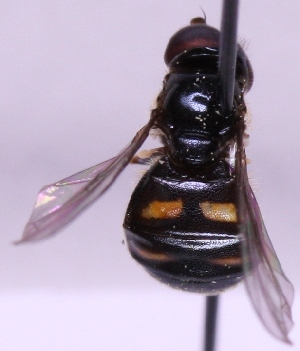  ( - lampe00058)  @12 [ ] No Rights Reserved (2011) Marko Mutanen University of Oulu