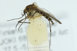  ( - ZMUO.001713)  @13 [ ] CreativeCommons - Attribution Non-Commercial (2012) Marko Mutanen University of Oulu