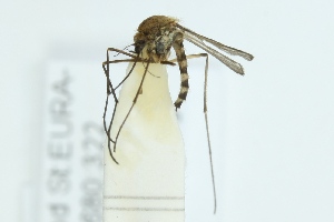  ( - ZMUO.001715)  @13 [ ] CreativeCommons - Attribution Non-Commercial (2012) Marko Mutanen University of Oulu