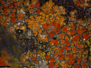  (Calogaya - CCDB-48848-E02)  @11 [ ] CreativeCommons - Attribution Non-Commercial Share-Alike (2024) Canadian Museum of Nature Canadian Museum of Nature