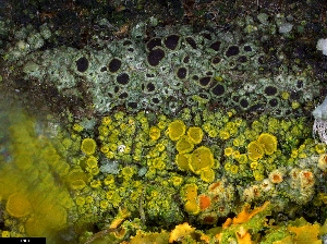  ( - CCDB-44241-G10)  @11 [ ] CreativeCommons - Attribution Non-Commercial Share-Alike (2024) Canadian Museum of Nature Canadian Museum of Nature