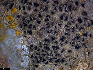  (Pyrenodesmia atroalba - CCDB-44241-F07)  @11 [ ] CreativeCommons - Attribution Non-Commercial Share-Alike (2024) Canadian Museum of Nature Canadian Museum of Nature