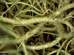  (Usnea cf. subfloridana - CCDB-48849-A07)  @11 [ ] CreativeCommons - Attribution Non-Commercial Share-Alike (2024) Canadian Museum of Nature Canadian Museum of Nature