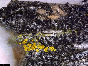  (Rinodina pyrina - CCDB-44241-F12)  @11 [ ] CreativeCommons - Attribution Non-Commercial Share-Alike (2024) Canadian Museum of Nature Canadian Museum of Nature