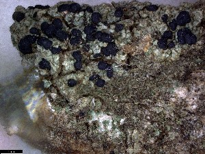  (Lecidella - CCDB-48849-D07)  @11 [ ] CreativeCommons - Attribution Non-Commercial Share-Alike (2024) Canadian Museum of Nature Canadian Museum of Nature