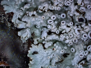  (Physcia cf. aipolia - CCDB-48849-E04)  @11 [ ] CreativeCommons - Attribution Non-Commercial Share-Alike (2024) Canadian Museum of Nature Canadian Museum of Nature