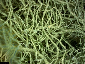  (Usnea perplexans - CCDB-48849-E09)  @11 [ ] CreativeCommons - Attribution Non-Commercial Share-Alike (2024) Canadian Museum of Nature Canadian Museum of Nature