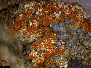  (Bryoplaca - CCDB-48849-G07)  @11 [ ] CreativeCommons - Attribution Non-Commercial Share-Alike (2024) Canadian Museum of Nature Canadian Museum of Nature