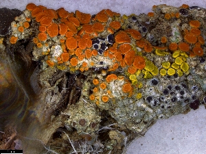  ( - CCDB-44241-F10)  @11 [ ] CreativeCommons - Attribution Non-Commercial Share-Alike (2024) Canadian Museum of Nature Canadian Museum of Nature